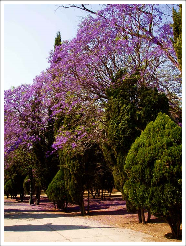Casas En Venta Lomas De Chapultepec